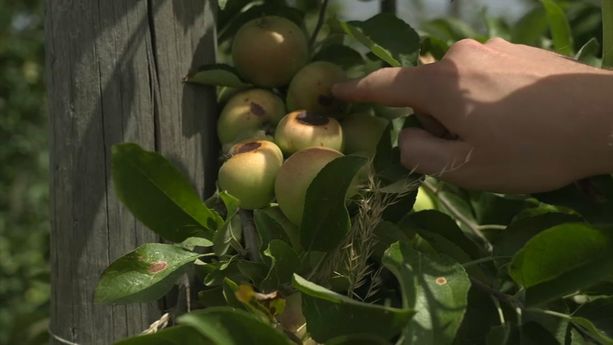 125e0e2d-4a24-474a-abd5-14ee74679507 La sécheresse éclair inquiète les agriculteurs du Lot-et-Garonne