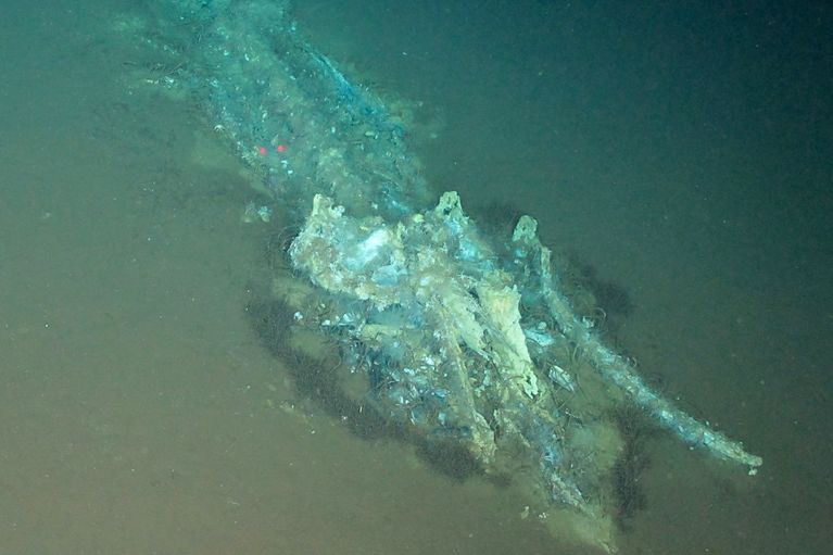 CHINA-SCIENCE-WHALE-GRAVEYARD Découverte fascinante d’un cimetière de baleines dans l’océan Indien