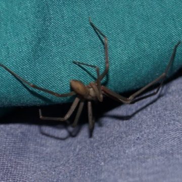 Un homme évite l&rsquo;amputation après une morsure d&rsquo;araignée violoniste à Malaga