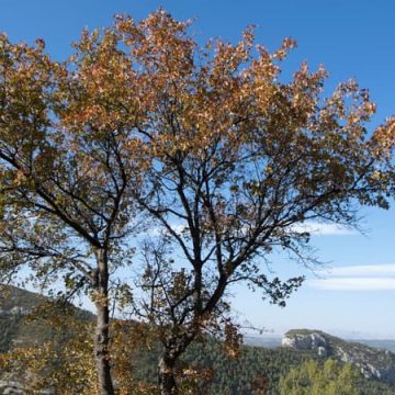 Restrictions d&rsquo;Accès aux Massifs Forestiers dans le Var en Due à la Chaleur et au Risque d&rsquo;Incendie