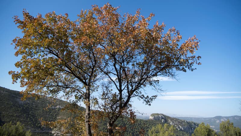 26d09c44-1a45-4954-90a4-cfc77670396b Restrictions d’Accès aux Massifs Forestiers dans le Var en Due à la Chaleur et au Risque d’Incendie