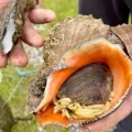 Prolifération du Rapana Venosa : un enjeu écologique et économique