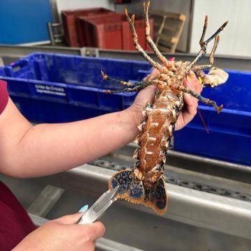 302247e7-4b20-4f86-99ec-6a8583fc1436 Une opération pour préserver les stocks de homards aux Pays de la Loire