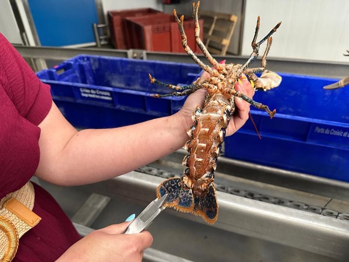 302247e7-4b20-4f86-99ec-6a8583fc1436 Une opération pour préserver les stocks de homards aux Pays de la Loire