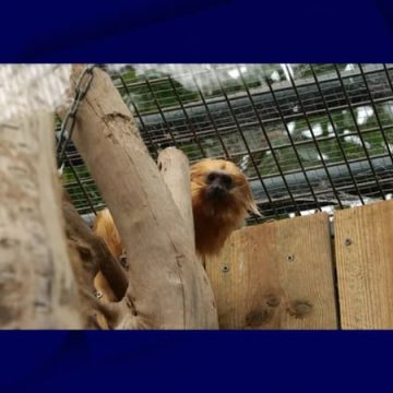 Zlatka, le tamarin lion doré, retrouve son foyer au Zoo de Beauval