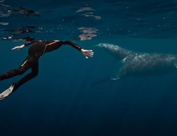 La rencontre musicale entre Rone et les baleines
