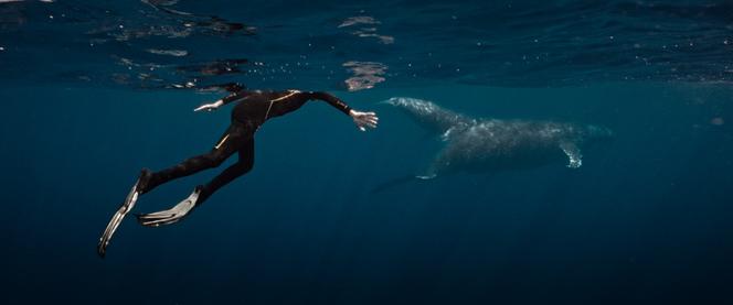 379106a5-6b78-4725-a6d7-d4b6d3d24173 La rencontre musicale entre Rone et les baleines