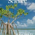 Les mangroves: des écosystèmes en renaissance