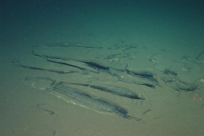 59213602-d81e-4476-b16b-fa35404634ed Découverte d’un cimetière de baleines fossilisées en Australie