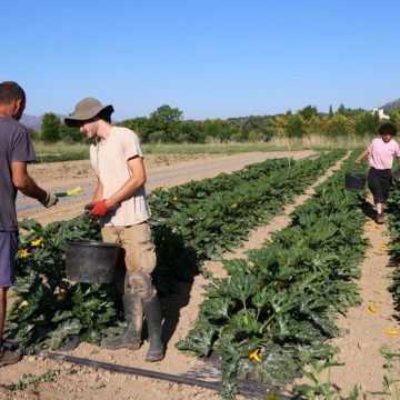 Analyse de la baisse des producteurs bio en France