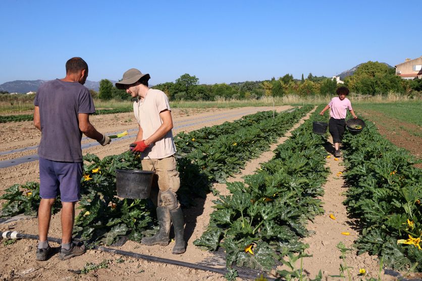 agriculture et maraîchage Analyse de la baisse des producteurs bio en France