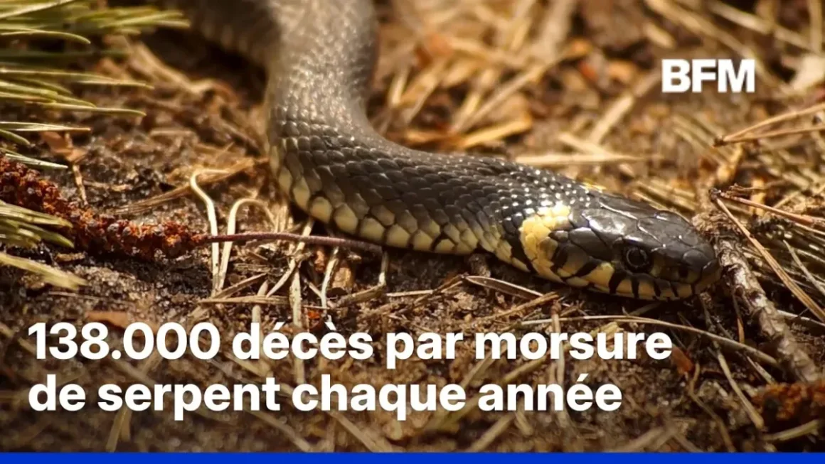 Impact du changement climatique sur les serpents venimeux