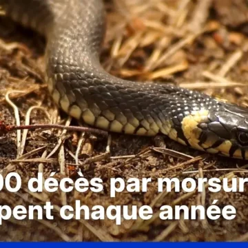 Impact du changement climatique sur les serpents venimeux