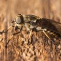 Le taon : un insecte à connaître pour éviter ses morsures