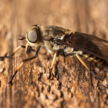 666c6465-aa74-4d60-ab50-313613c3cccc Le taon : un insecte à connaître pour éviter ses morsures