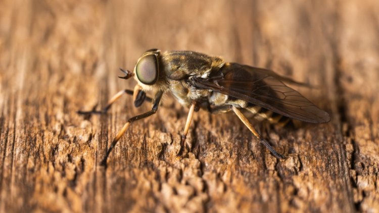 666c6465-aa74-4d60-ab50-313613c3cccc Le taon : un insecte à connaître pour éviter ses morsures
