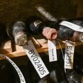 Des bouteilles du Château d’Yquem ressuscitées après 130 ans