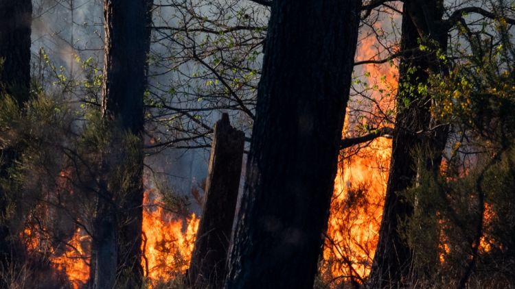 75cf0c90-6331-42ae-93da-f90866544c79 Incendies dans la Loire: Suspects en Garde à Vue