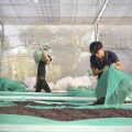 Déforestation au Vietnam due au café