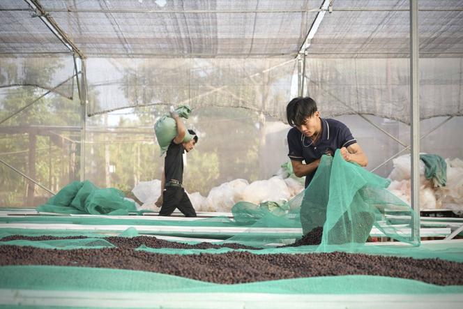 7d70637e-4cd2-4e60-8995-2349938c1625 Déforestation au Vietnam due au café