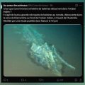 Découverte d’un Immense Cimetière de Baleines dans l’Océan Indien