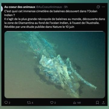 Découverte d&rsquo;un Immense Cimetière de Baleines dans l&rsquo;Océan Indien