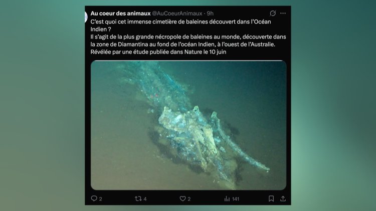 8251eeee-7fd9-4a44-9e24-2d89c7f0ae5c Découverte d’un Immense Cimetière de Baleines dans l’Océan Indien