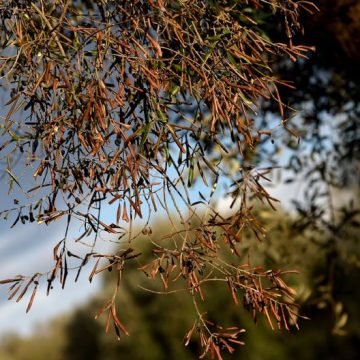 La lutte contre la bactérie Xylella dans les Pouilles