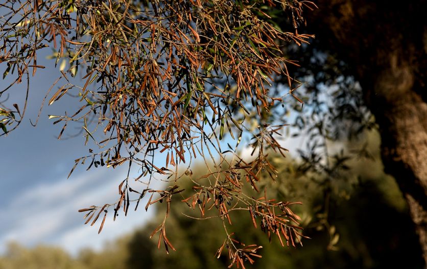 832bfaac-aea0-452d-b877-eee60582ea73 La lutte contre la bactérie Xylella dans les Pouilles