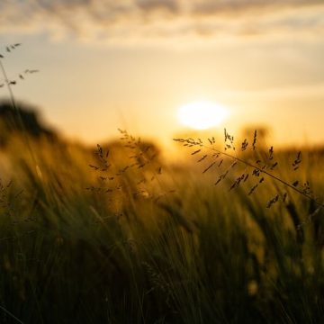 Beautiful rural grain field at sunset Critique du recueil « La Trace et l’Infini » de Nathalie Nabert