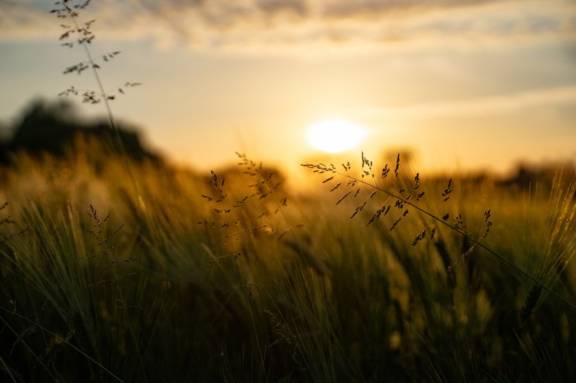 Beautiful rural grain field at sunset Critique du recueil « La Trace et l’Infini » de Nathalie Nabert