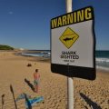 Plongeur grièvement blessé lors d’une attaque de requin en Australie