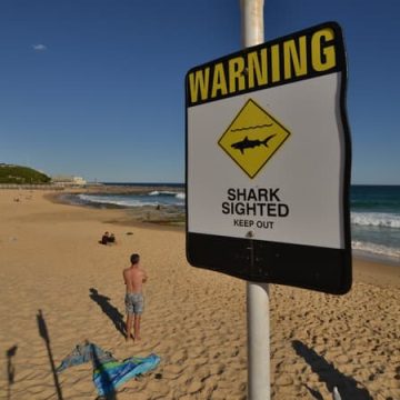 Plongeur grièvement blessé lors d’une attaque de requin en Australie