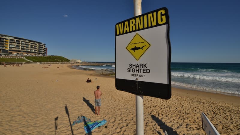 986fef8b-fd4b-40af-ae2e-6d8ec6f501c7 Plongeur grièvement blessé lors d’une attaque de requin en Australie