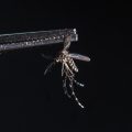La Guyane face à une épidémie de chikungunya