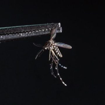 La Guyane face à une épidémie de chikungunya