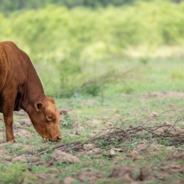 La résurgence d’une épidémie au Texas menace l’économie