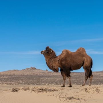 Stratégies de Survie Sans Eau