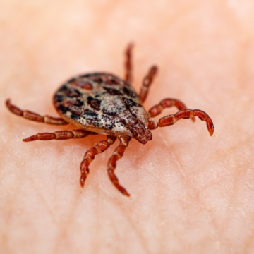 Comment se protéger des tiques vectrices de la maladie de Lyme