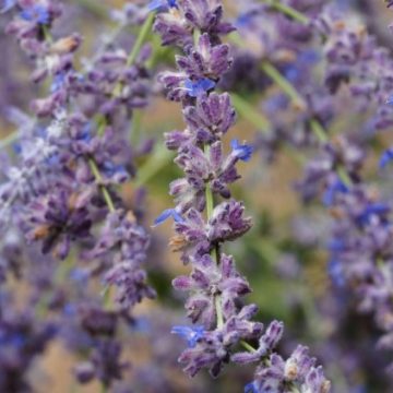 de450268-4145-4af5-81e7-e9b49a7eb6bf Des plantes résistantes à la sécheresse pour un jardin facile d’entretien