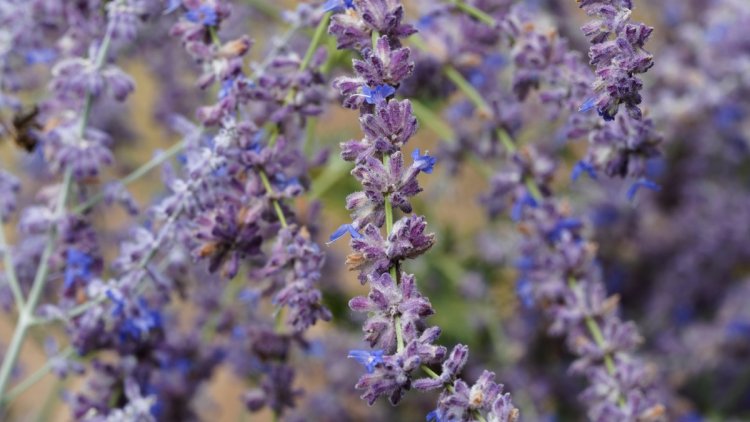 de450268-4145-4af5-81e7-e9b49a7eb6bf Des plantes résistantes à la sécheresse pour un jardin facile d’entretien
