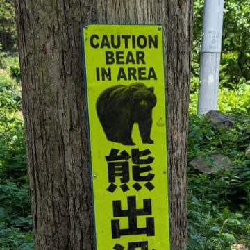 Incidents d&rsquo;attaques d&rsquo;ours au Japon