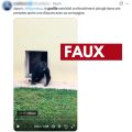 Le Vrai Récit Derrière la Vidéo Virale du Gorille Songeur