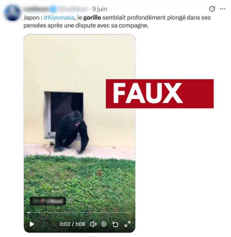 e62c4a61-ffd7-4e03-8814-9835339327e1 Le Vrai Récit Derrière la Vidéo Virale du Gorille Songeur