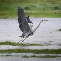 Les changements de l’avifaune en France : un bilan contrasté
