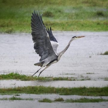 Les changements de l’avifaune en France : un bilan contrasté