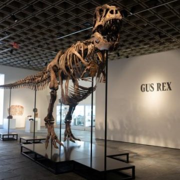 1e7b46bf-22db-485a-adc2-a2022aeb5af9 Un Squelette de T-Rex Devient le Dinosaure le Plus Cher Vendu