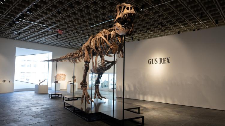 1e7b46bf-22db-485a-adc2-a2022aeb5af9 Un Squelette de T-Rex Devient le Dinosaure le Plus Cher Vendu