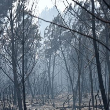 206b89db-3717-4cb3-bbe5-906406119922 Incendie maîtrisé à Biscarrosse: les quartiers rouvrent