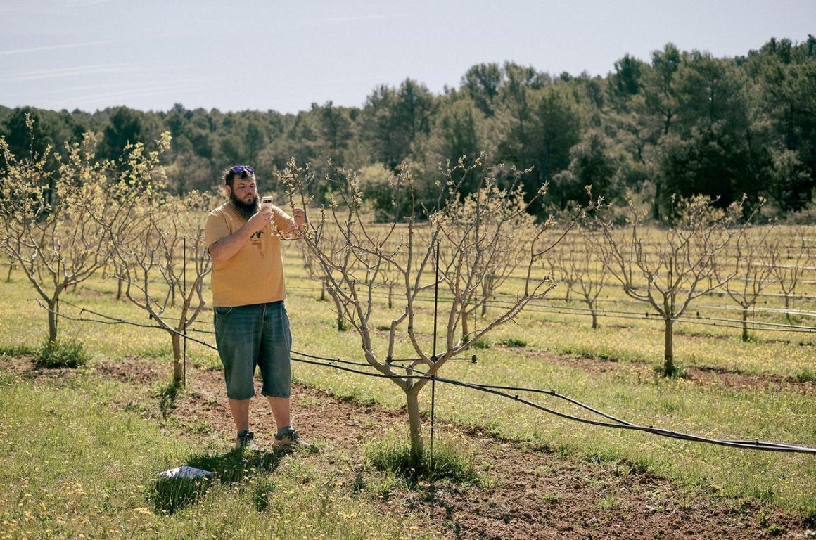 Le Retour de la Pistache en Provence